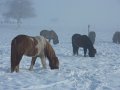 Winter1011 (42)